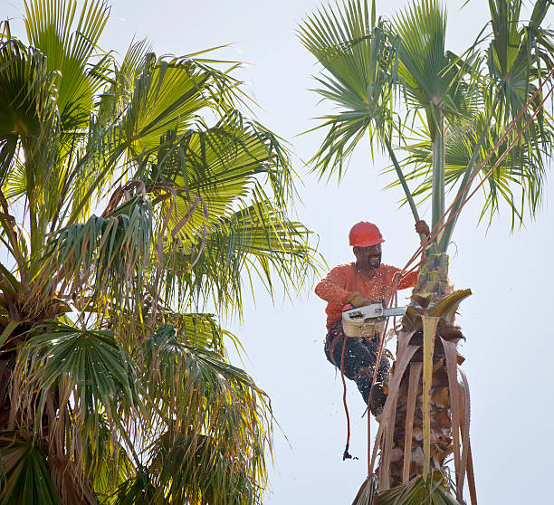 Palm Tree Trimming in Bamberg, SC